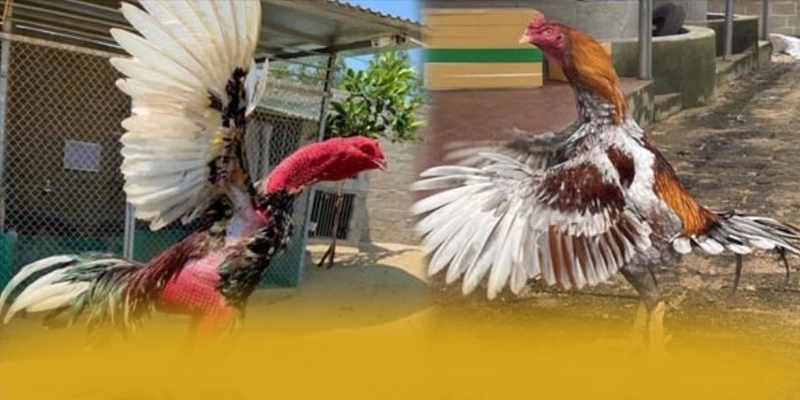 Khả năng truy cập mọi lúc mọi nơi cùng BET88 Khả năng truy cập mọi lúc mọi nơi cùng BET88